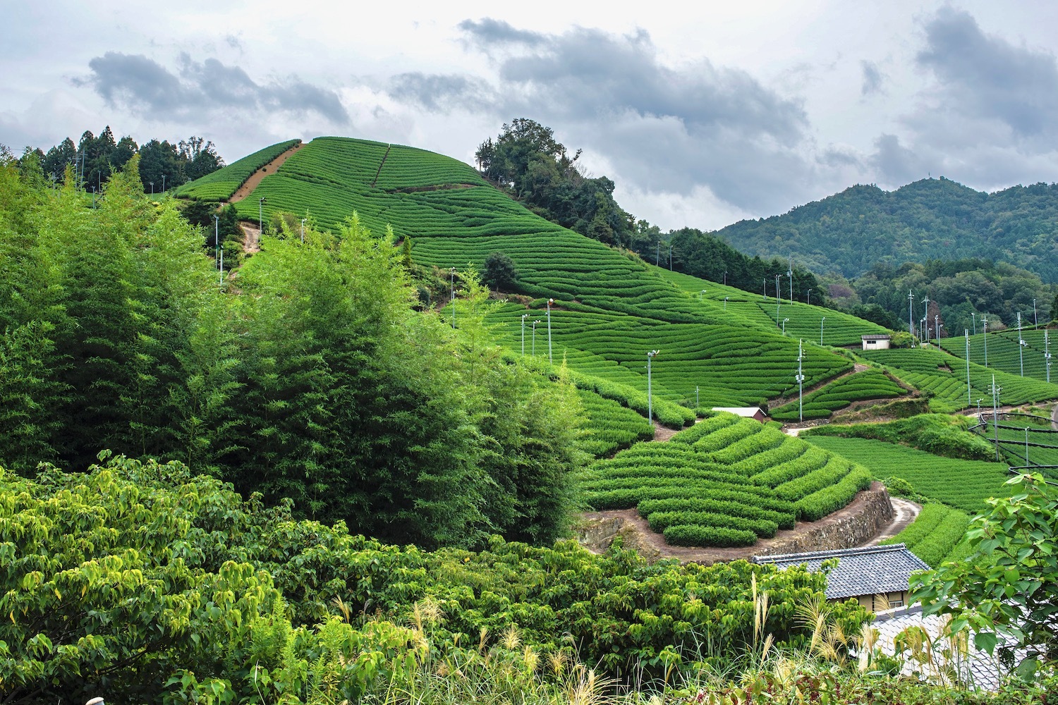 Групповой тур «Киото и чайная столица Удзи» Осака-Нара-Киото-Удзи-Токио-Фудзи-Кавагучико